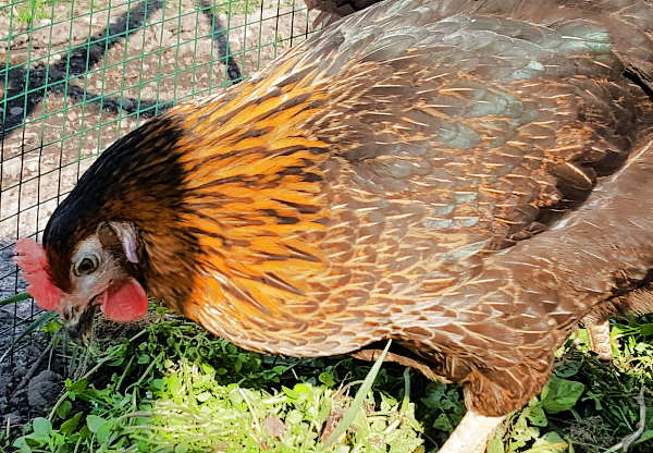 Hühner kaufen Thüringen Hühner halten Anfänger Tipps Hühnerhaltung
