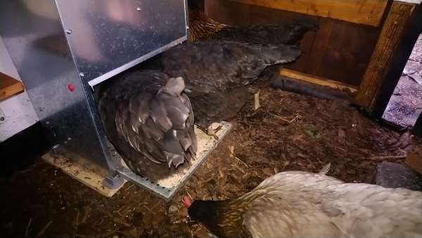 Futterautomat für Hühner Hühner kaufen Hühnerhaltung für Anfänger