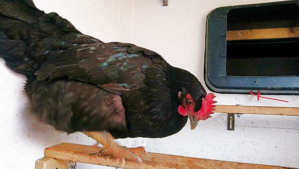 Hühner kaufen Hühner halten Dämmung Hühnerstall