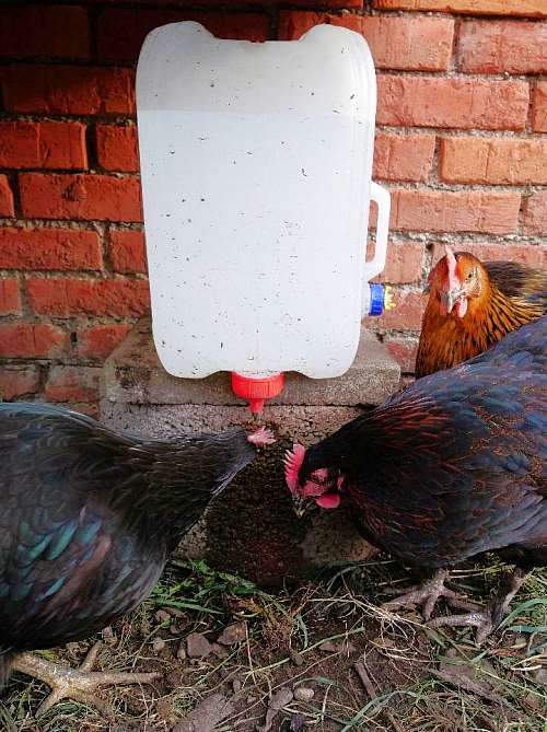 Hühner kaufen Hühnerhaltung Nippeltränke für Hühner bauen