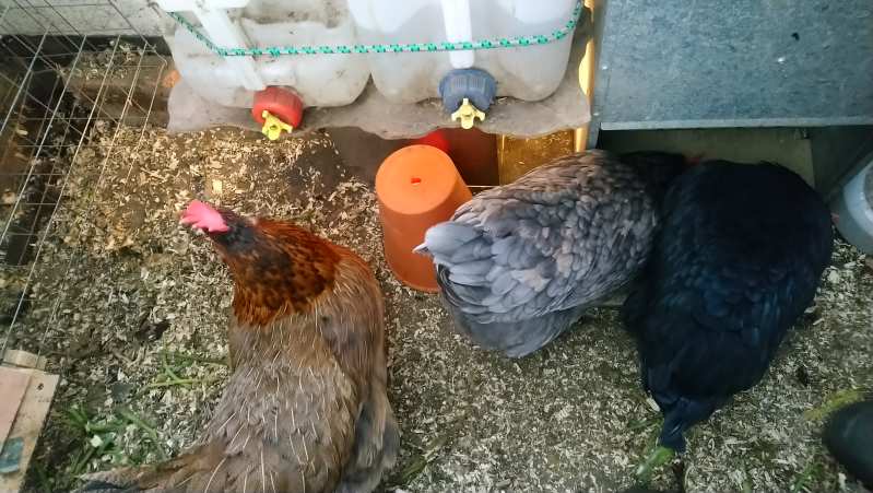 Tränkenwärmer Hühner